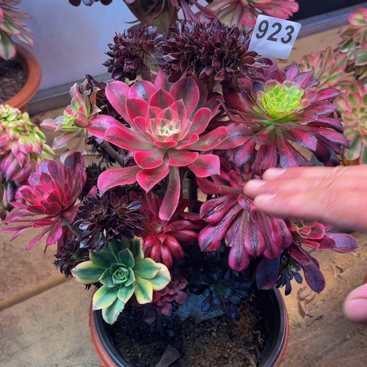 多肉法师黑法师缀嫁接923