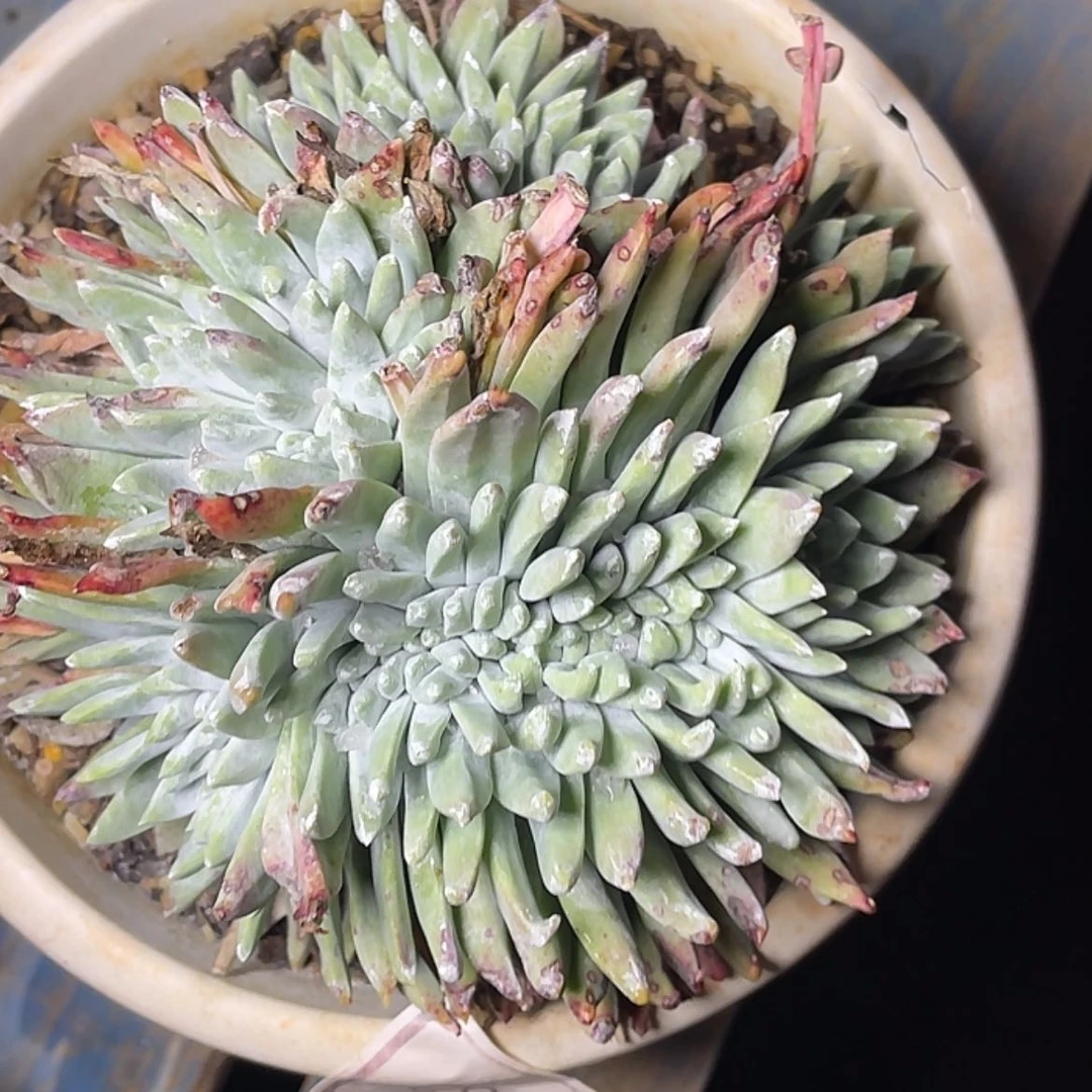 【闪购商品】白菊苹果叶大缀化60283