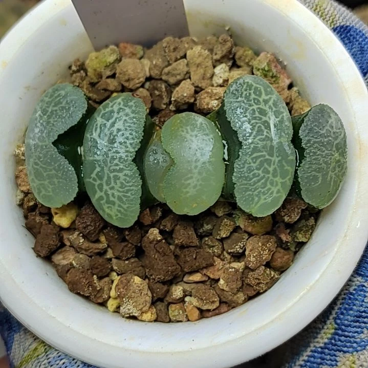 155号 5.5厘米左右一物一拍带盆