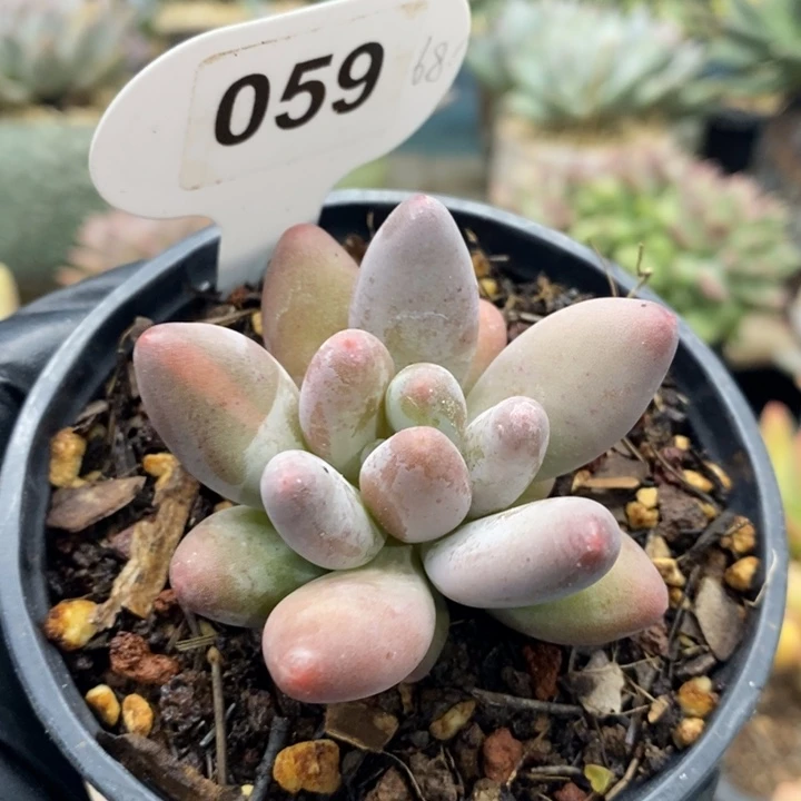 059号，单头美人系列，1558