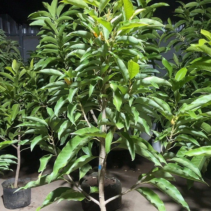 完全开放黄兰花90价位