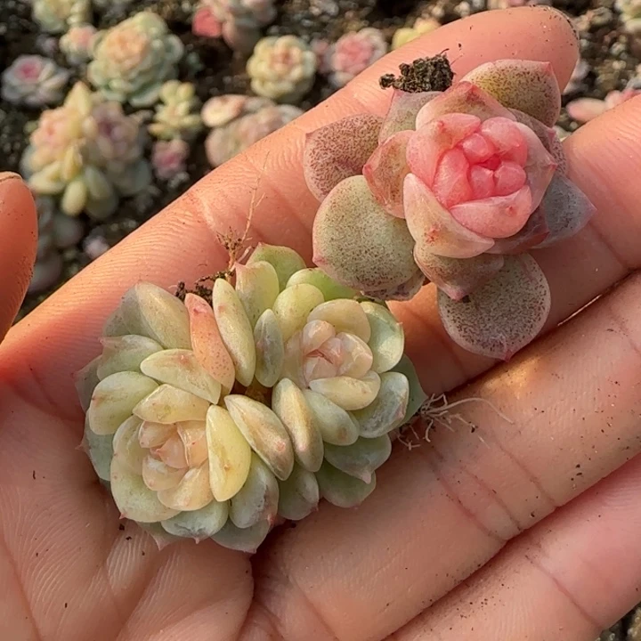 22 王者系列多肉一盒