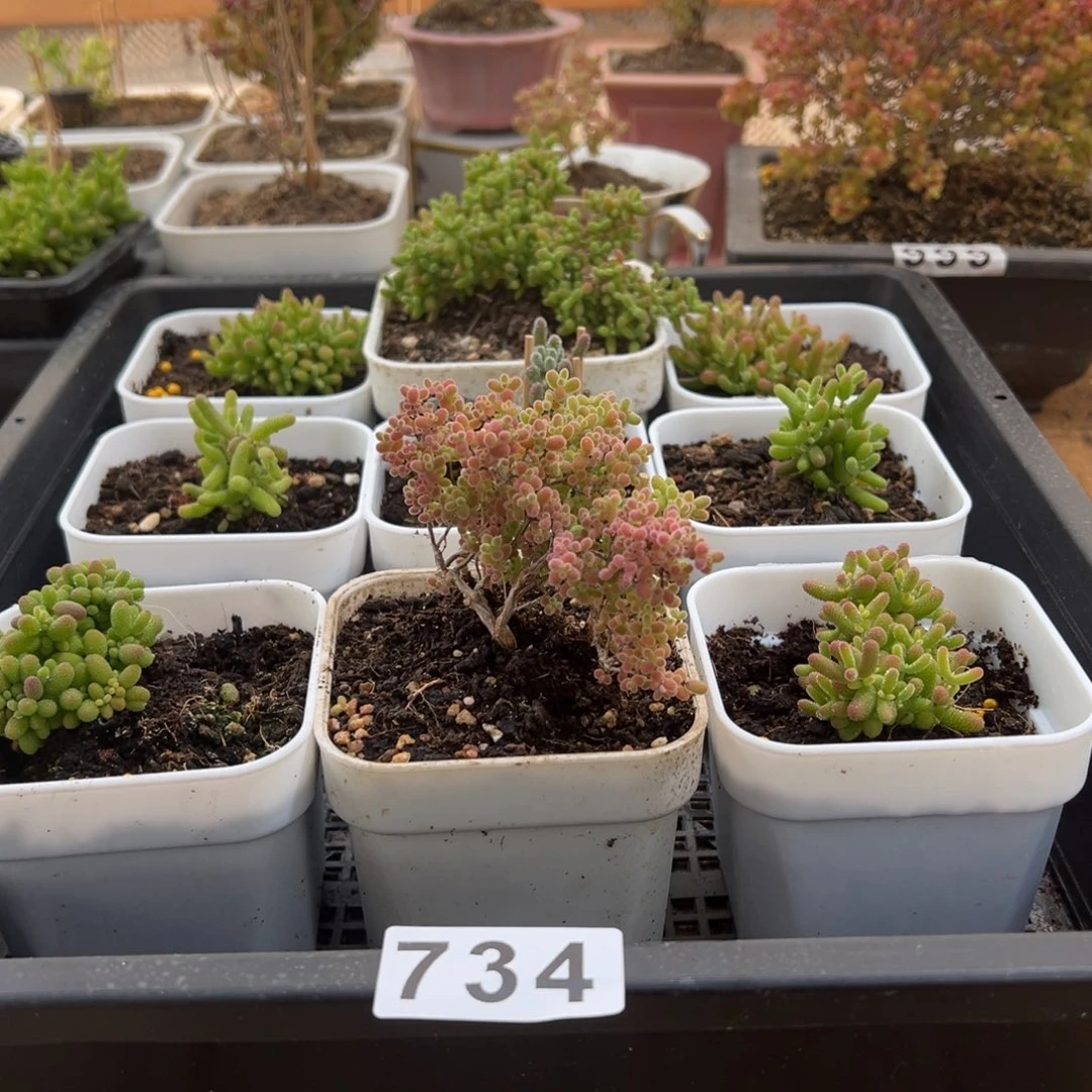 枝干番杏多肉植物734