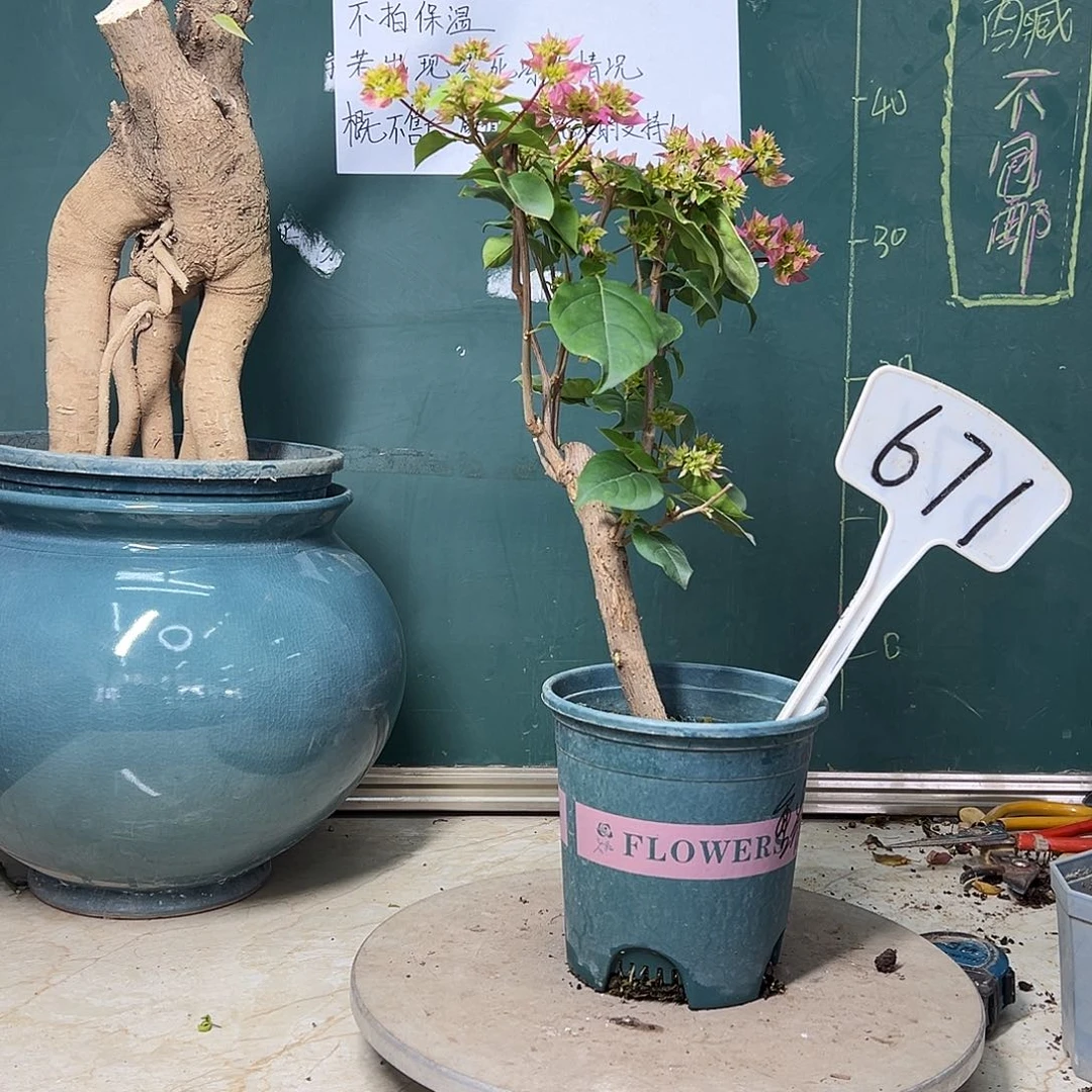 全部花苞重瓣粉有瑕疵 671