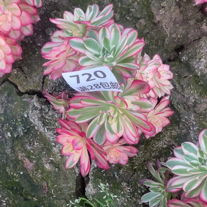 720二号棚倾城母本E