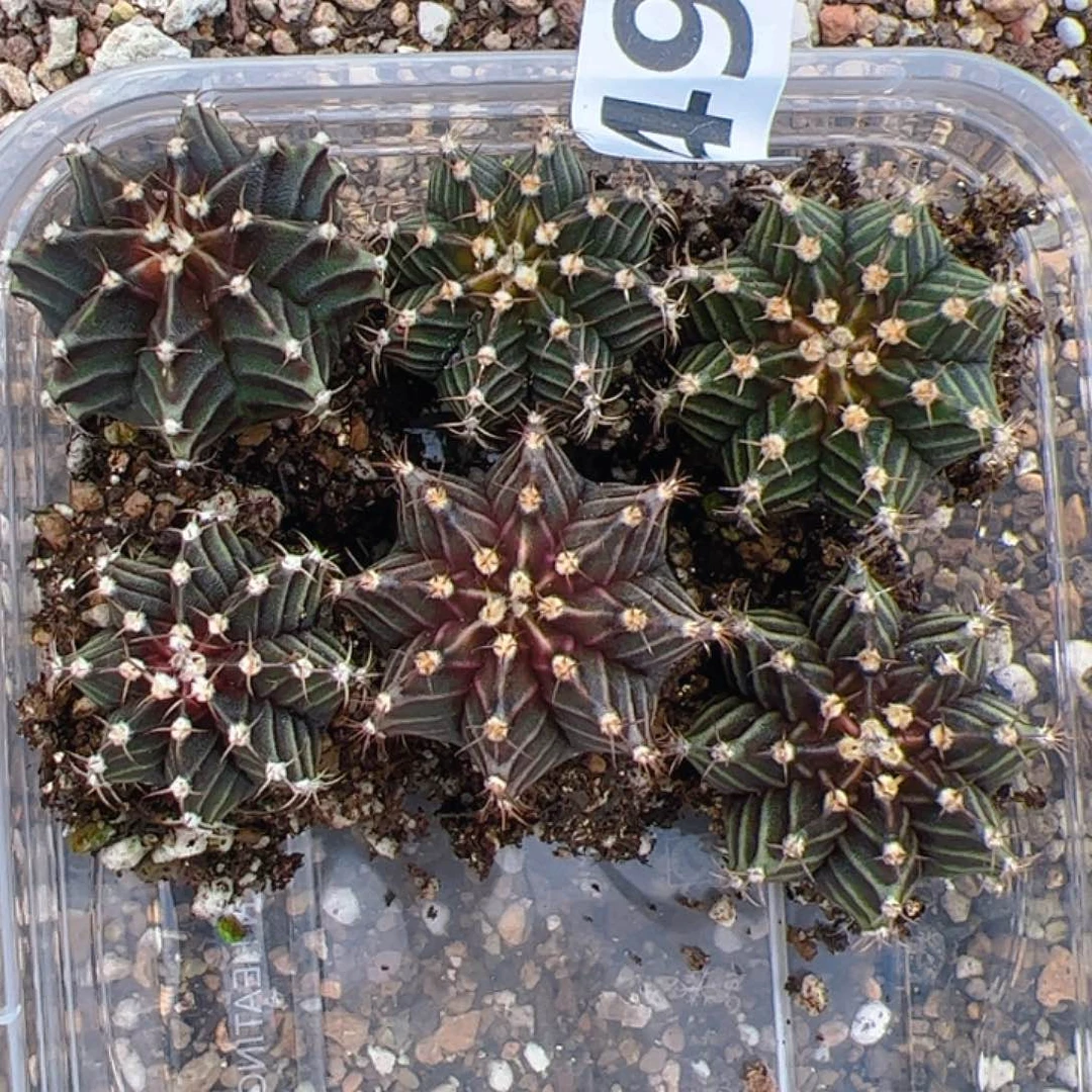 当前无花朵，栽培后可花朵494