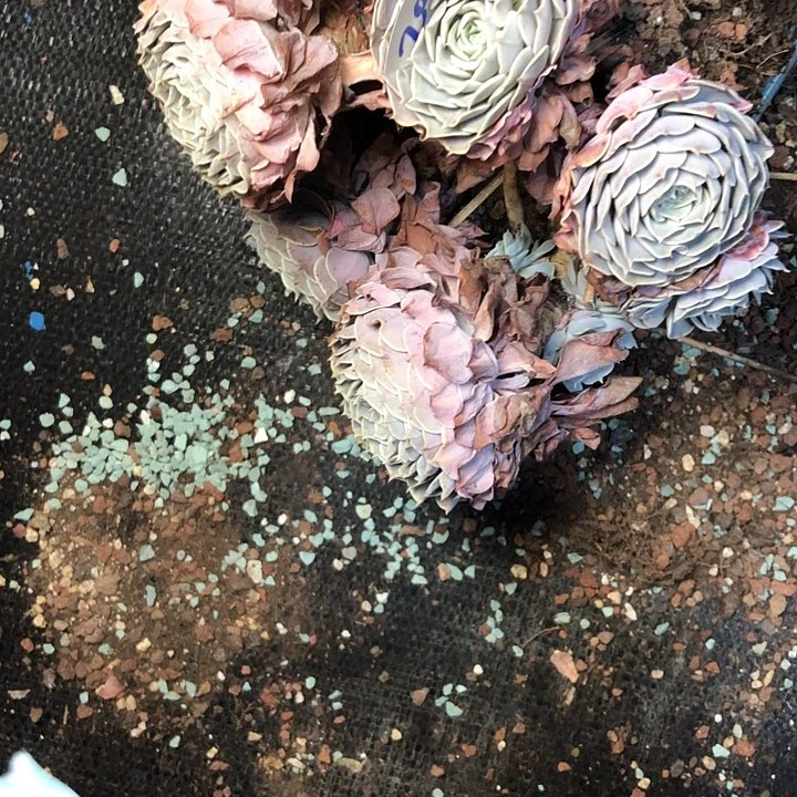 小**G204////////////////