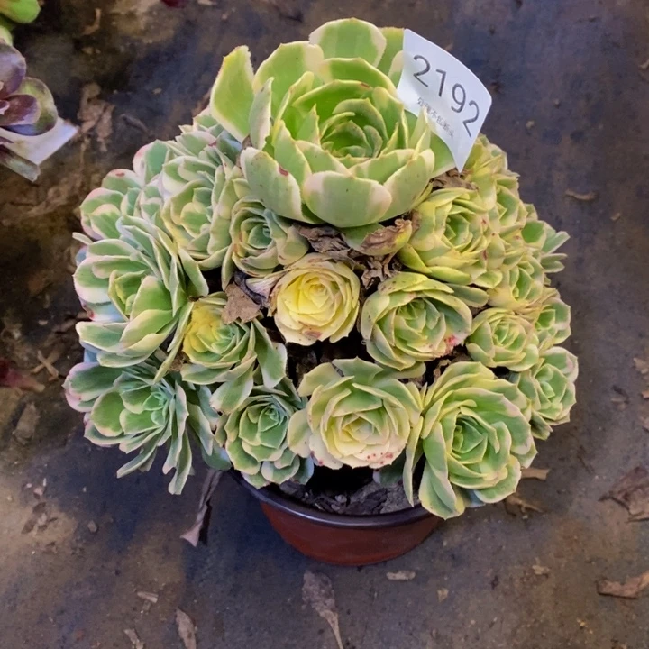 迈巴赫多肉断头不包2192