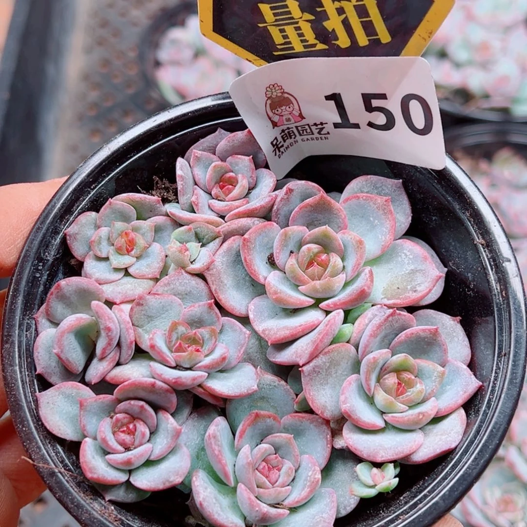 多肉植物多肉植物
