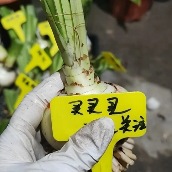 关***路买买买  主球   7+