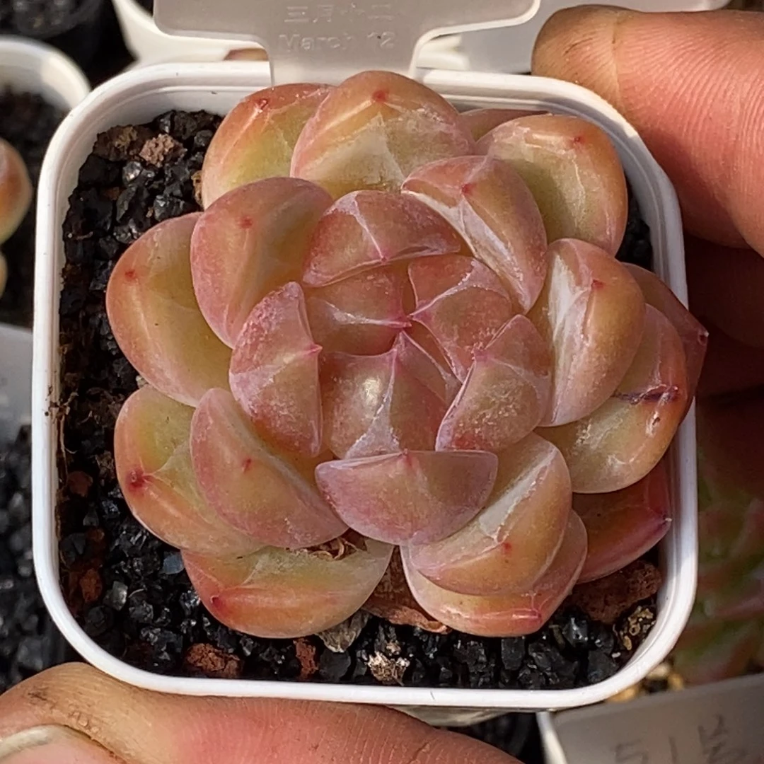 天官赐福百无禁忌