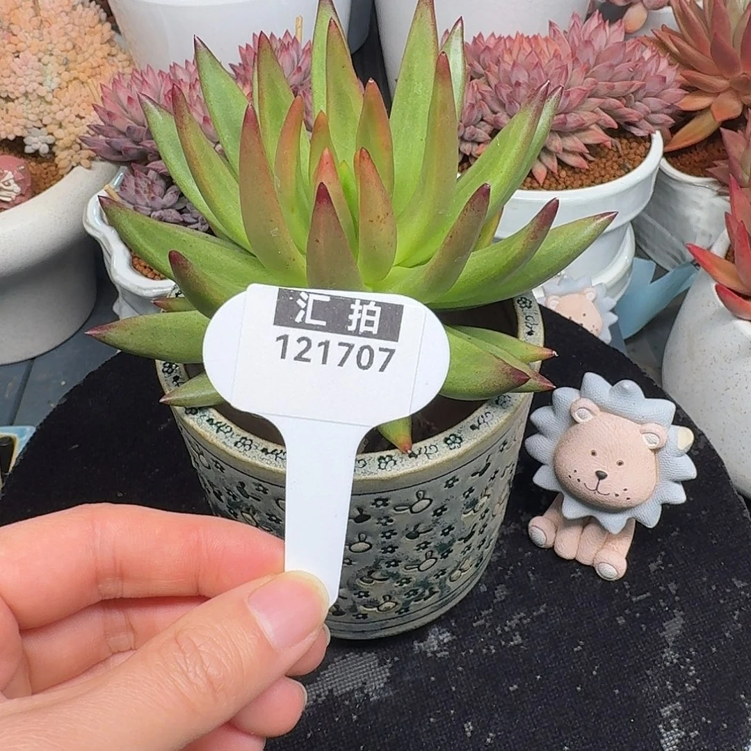 精品多肉植物121707