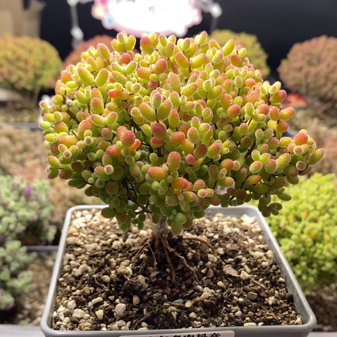 风*乱回馈老粉福利金橘糖球0430