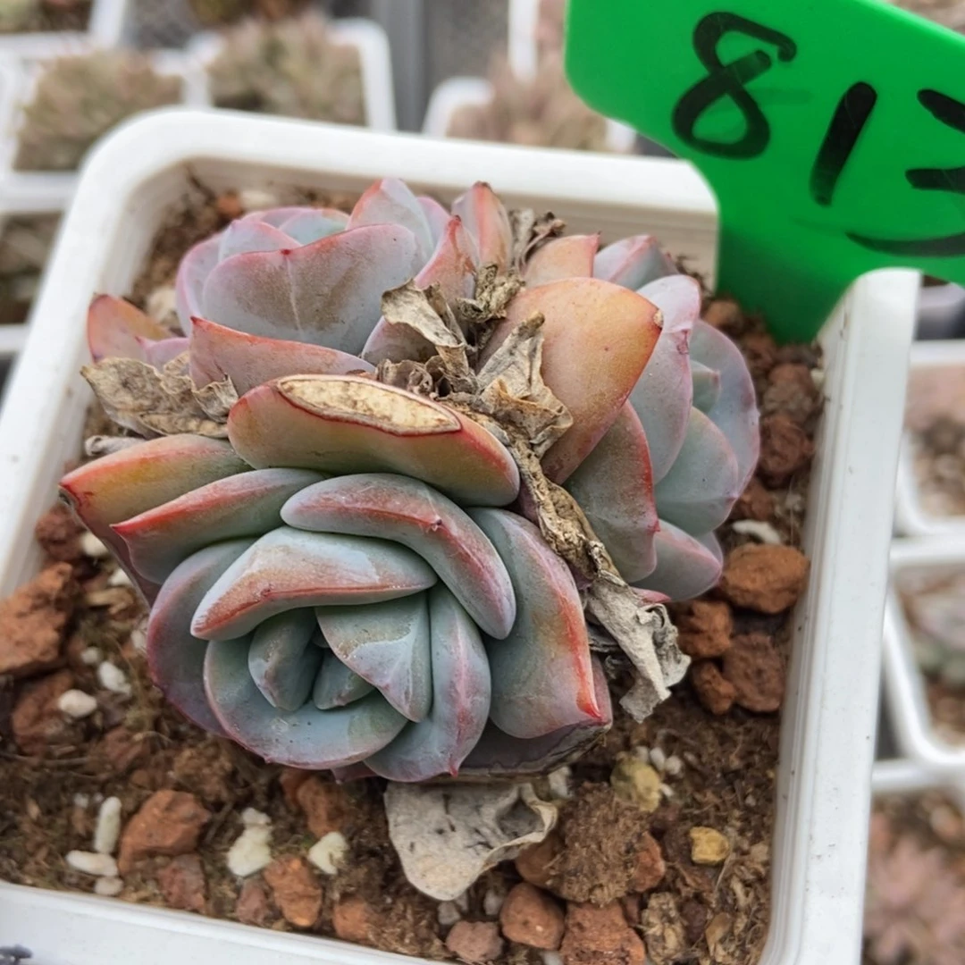 813布鲁蓝多肉植物保护