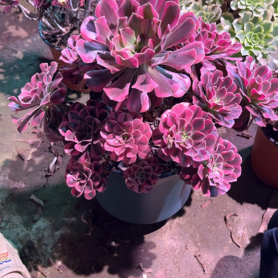 木***兰多肉植物美杜莎00117