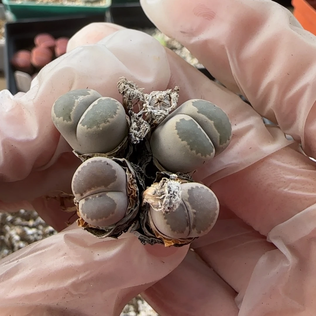 11.2。美美哒生石花母本福利。8023