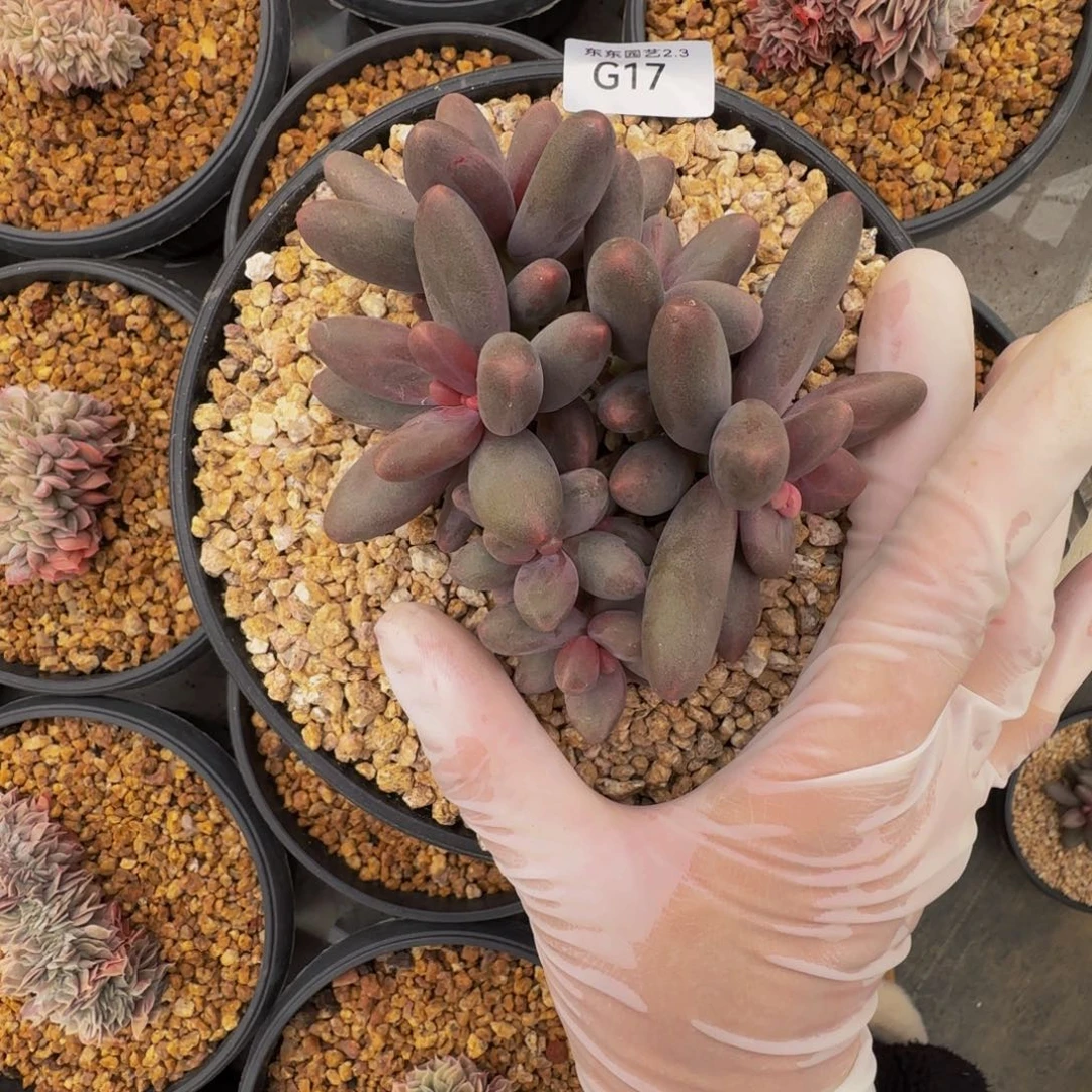 g g g g g g g g g 17