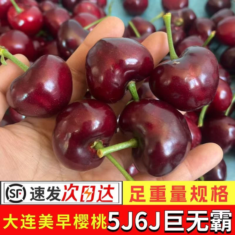 大连美早樱桃5J6J特大果儿童孕妇现摘新鲜大连樱桃顺丰水果