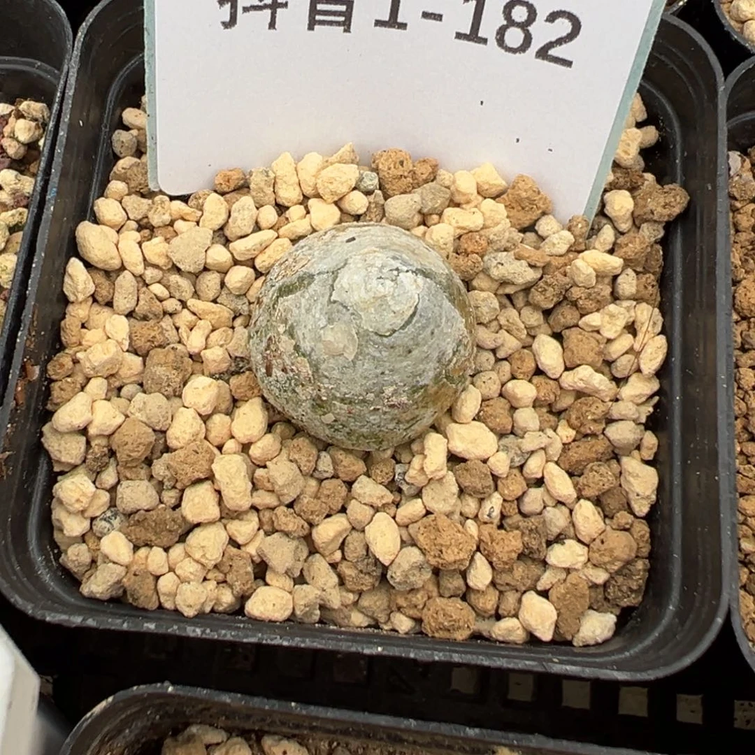 1-182量拍灯泡一颗，尺寸1.8-2