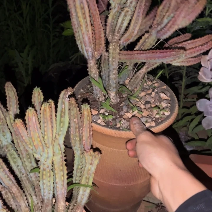 曼*仙人柱2颗20多肉植物