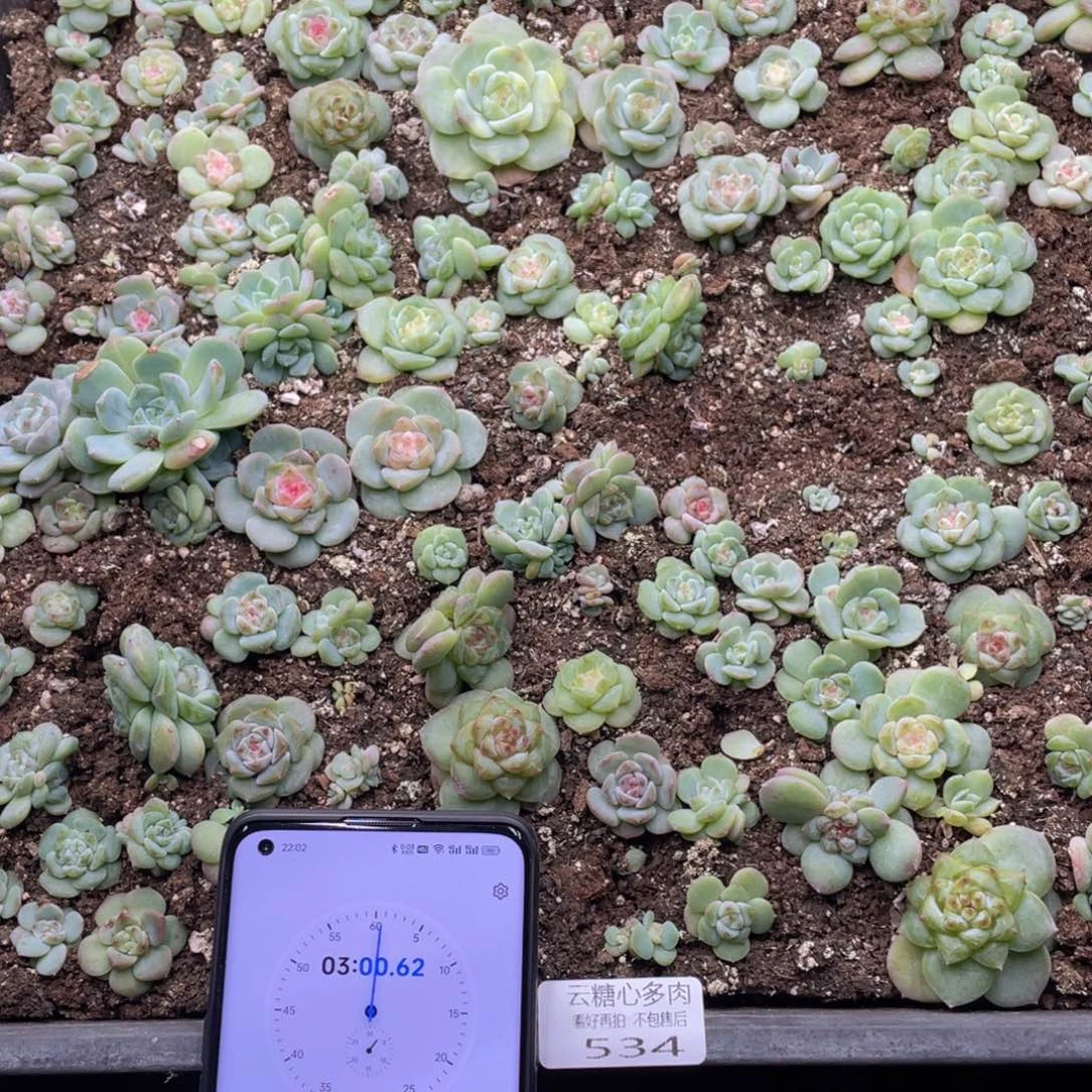 寞*寞云糖心多肉植物534