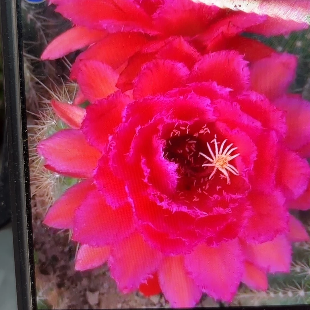 荣耀毛颗側牙20包郵仙人球30