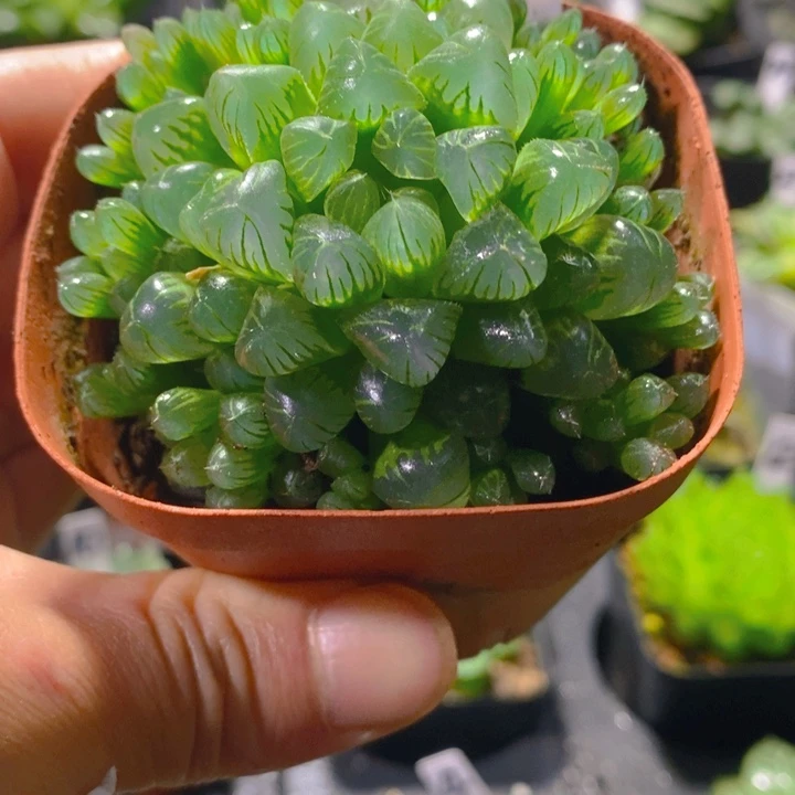 翡翠玉露群多肉植物