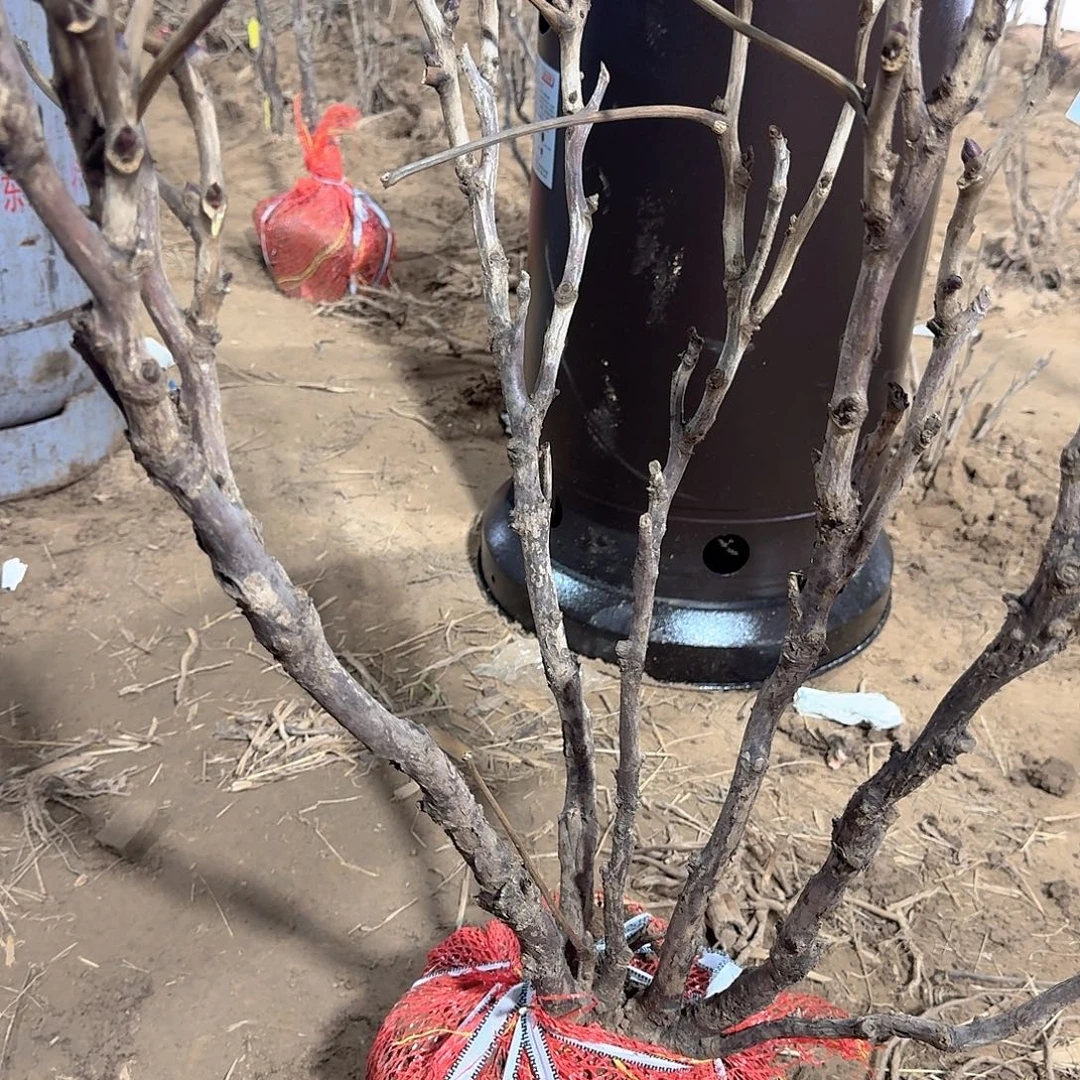 无花朵11111111111111111