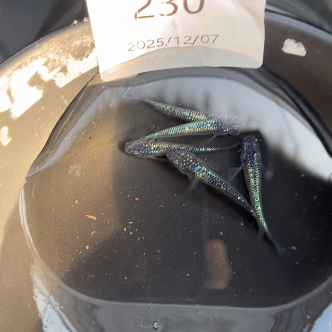 青鳉鱼230海王星无背鳍五尾