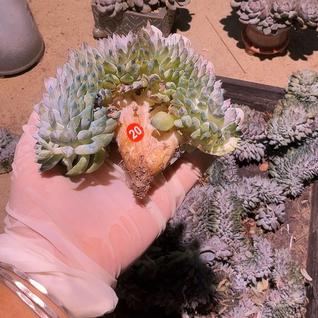 星影缀化呀呀呀呀呀