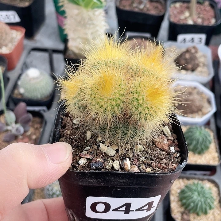 044金丝猴多头群