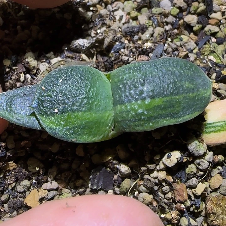 特价卧牛锦卧牛卧牛