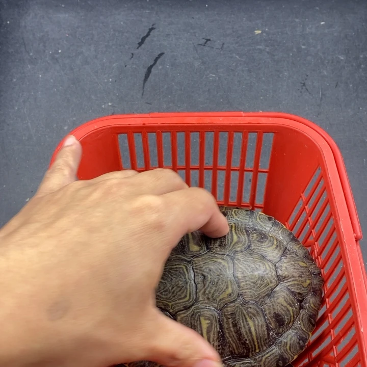 巴西彩龟母66666666