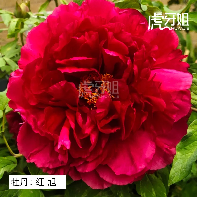 【红旭】裸根牡丹包对版-庭院阳台花卉红色重瓣大花