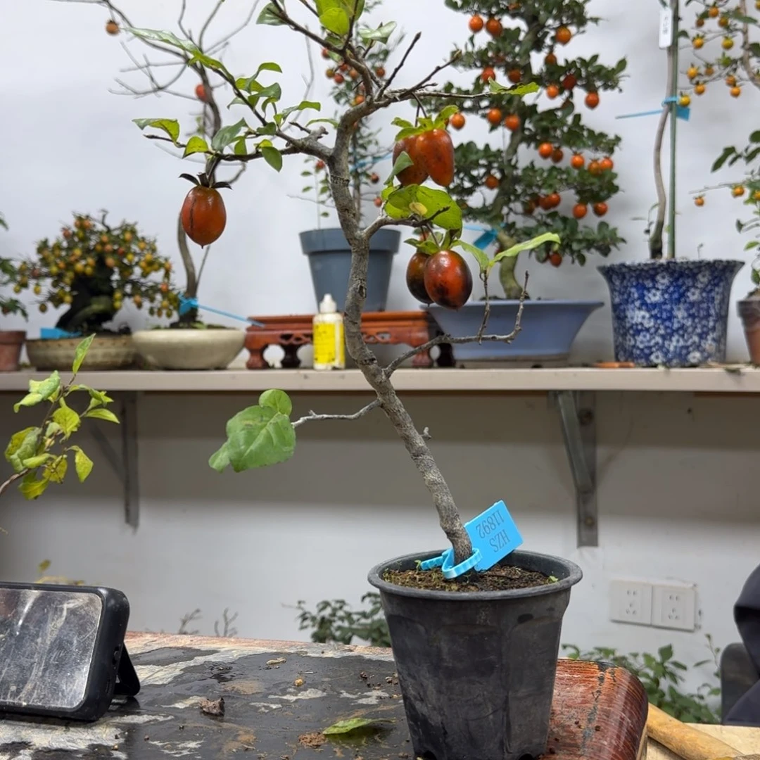 走***比无花朵989顺丰到付不包邮