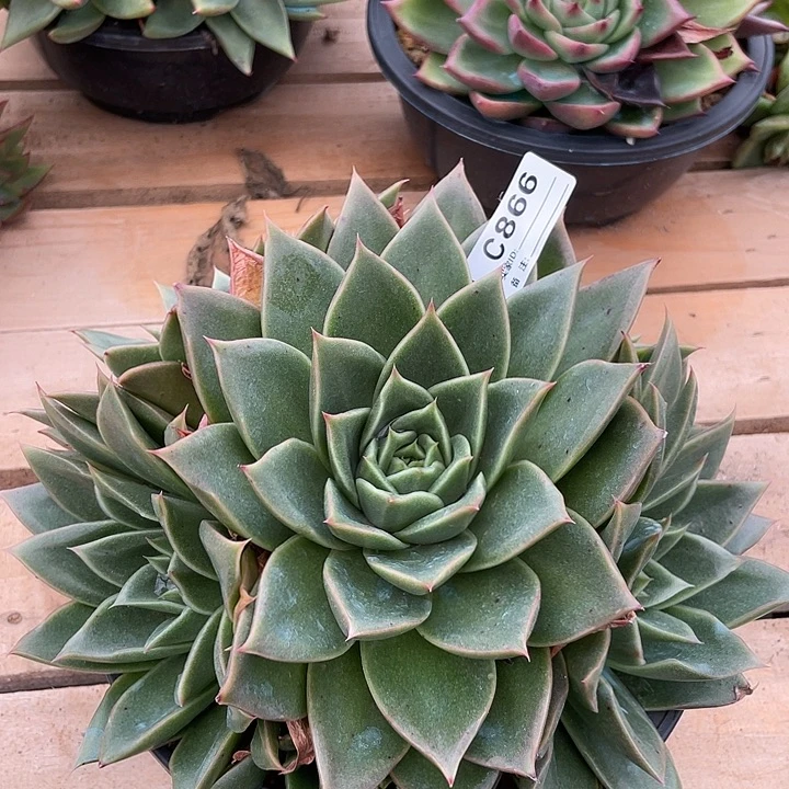 若如东云单拍C866