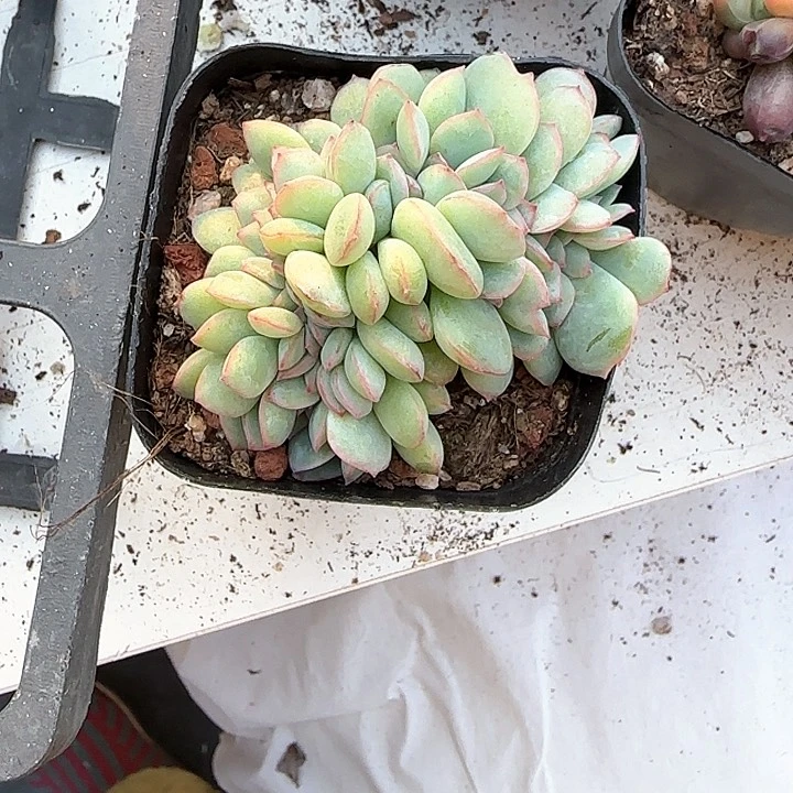 青蛙王子儿童牙膏111