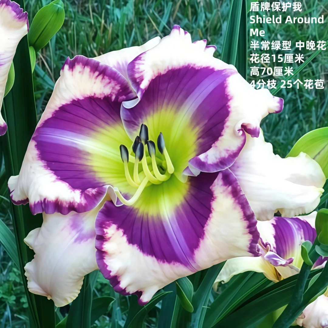 进口花卉绿植盆栽大花萱草盾牌保护我庭院花园多年生宿根植物