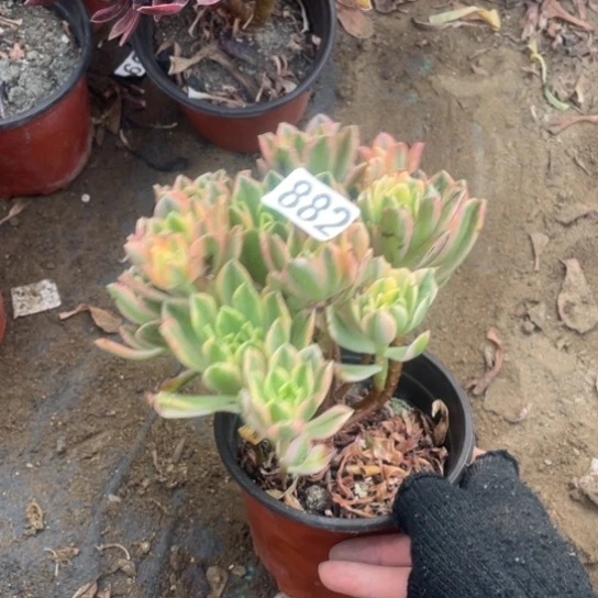 882甜茶法师10厘米