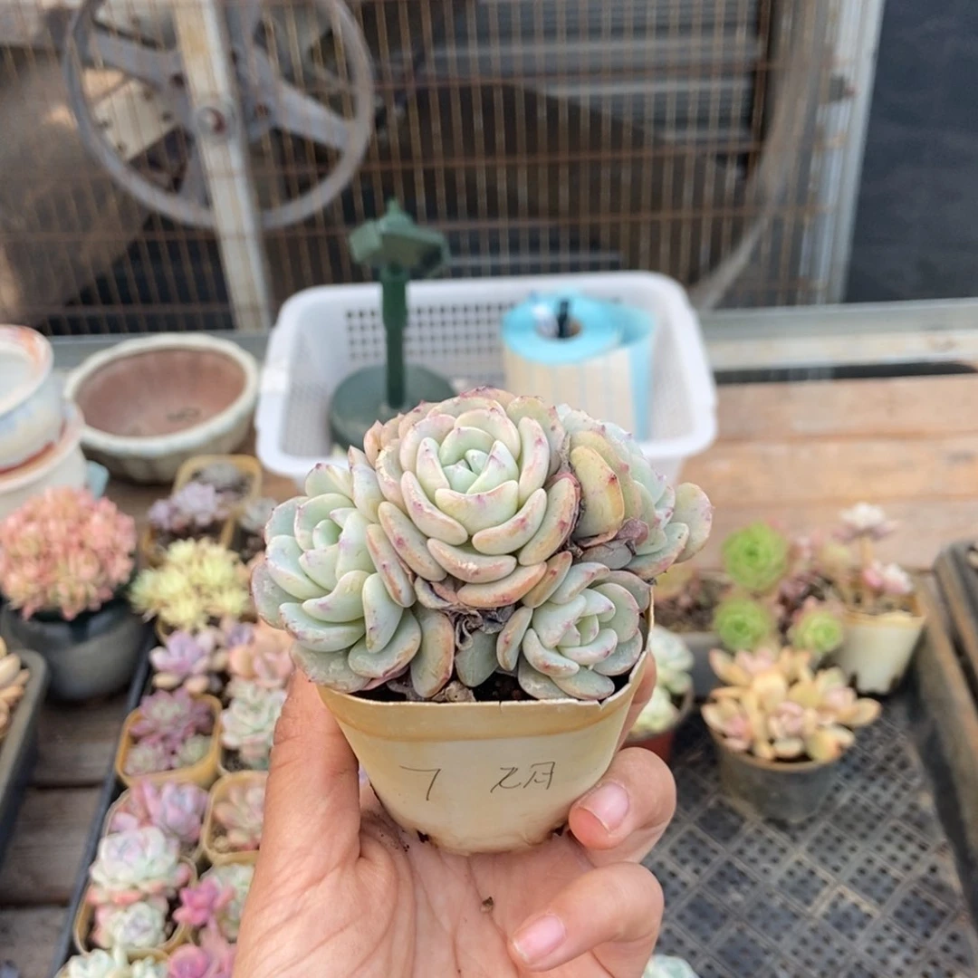 多肉一颗加单辛酉九月