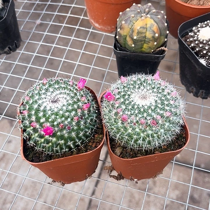 2****6玉翁2颗  6-7cm带花苞