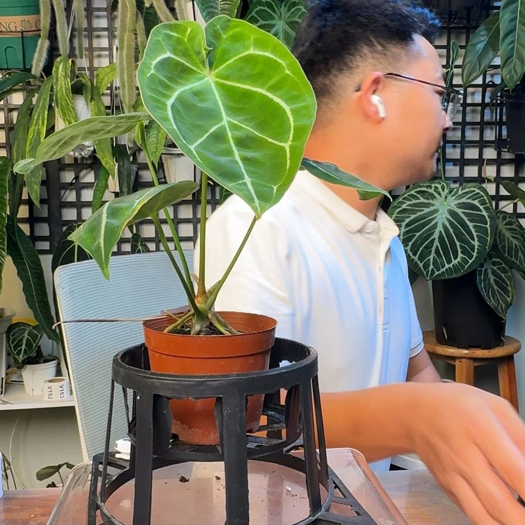 无花朵默*一物一拍G 11