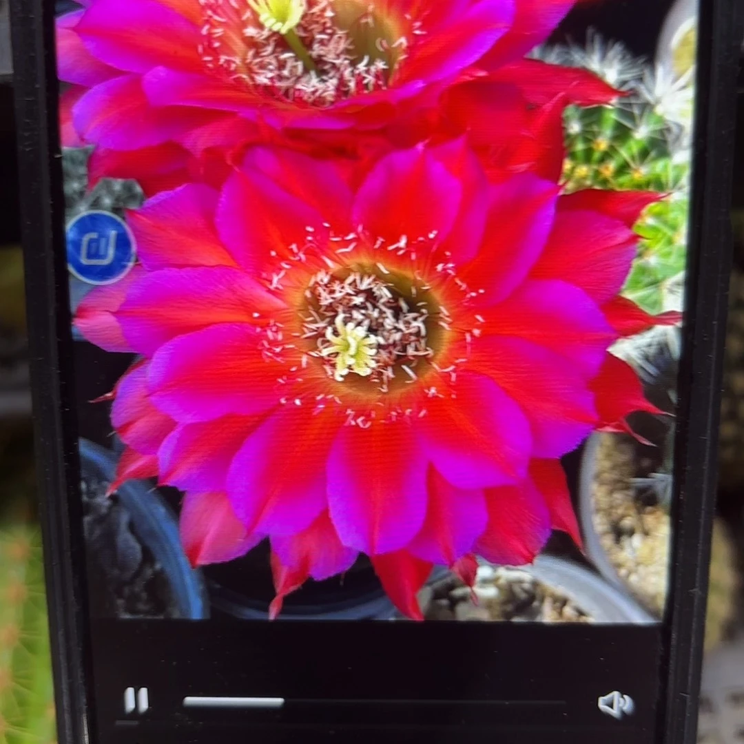 宝莲灯彩20包邮仙人球50