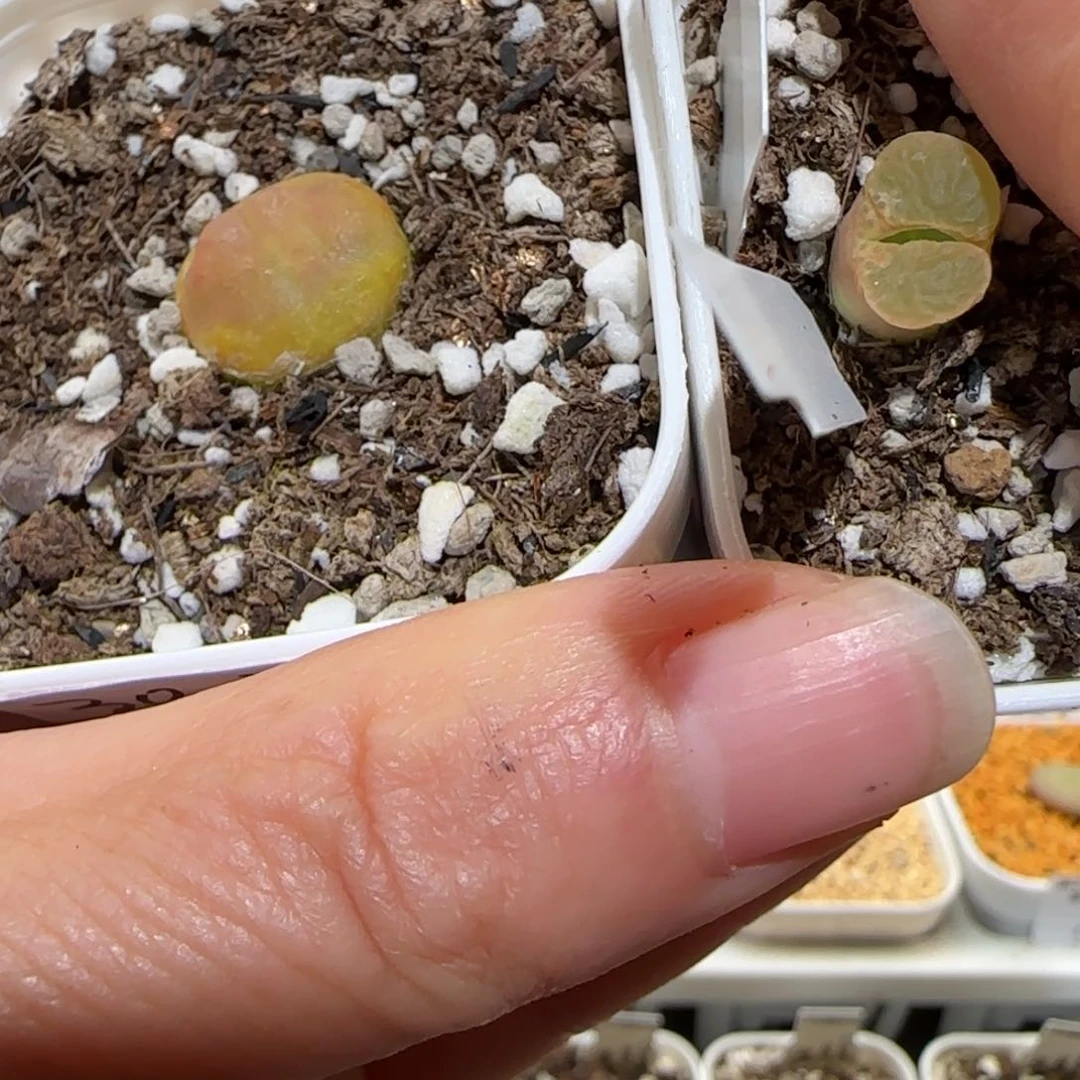 绊**盒肉锥多肉植物百科-876