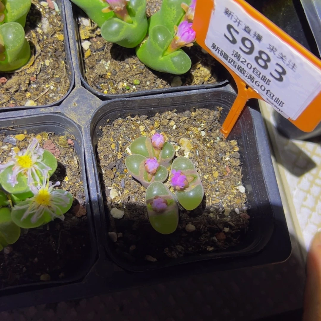 983 一物一拍，默认有伤，介意勿拍，不退不换