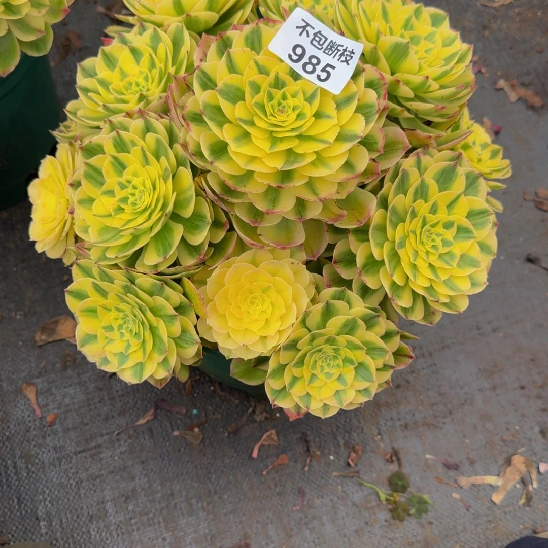 茗***宠985多肉植物法师号寄养