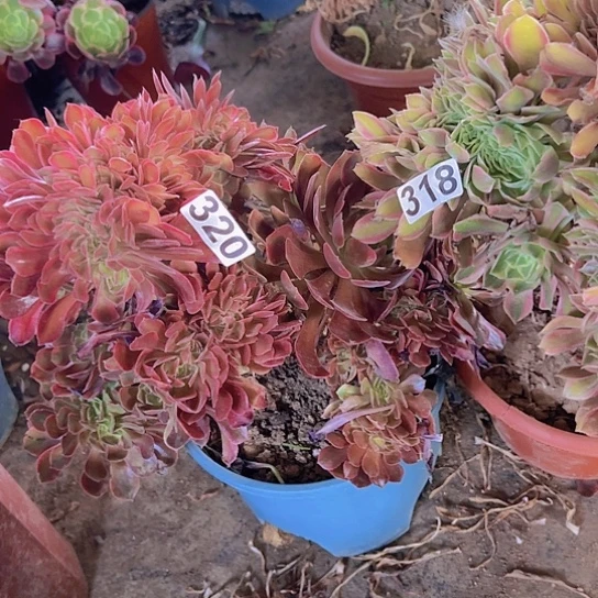 1***3多肉植物两个法师