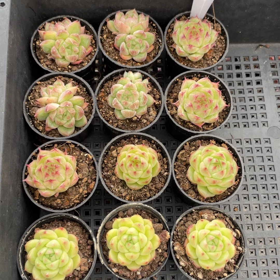 不包整散 盆子不售后1705