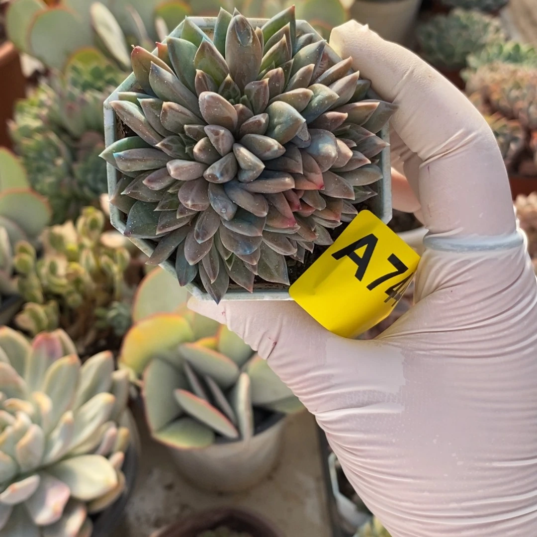 白****744重楼多头一物一拍