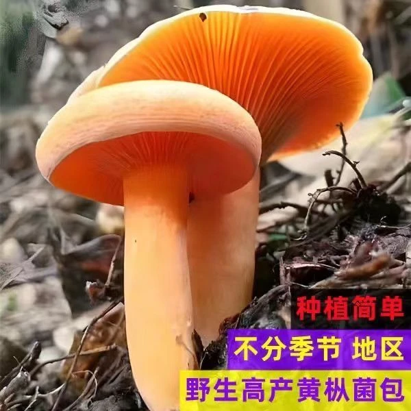 【1118人好评】野生乌纵菌纵菌高产乌枞菌种松树菌包松菌黄碟菌松松